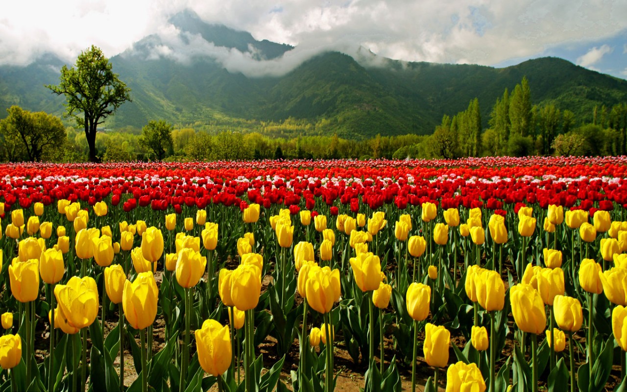 Kashmir Holidays 5 Nights 6 Days
